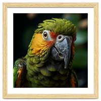 Close Up Of A Colorful Macaw Parrot Face