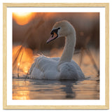 Majestic Swan Swimming At Sunrise Serene Water thumbnail