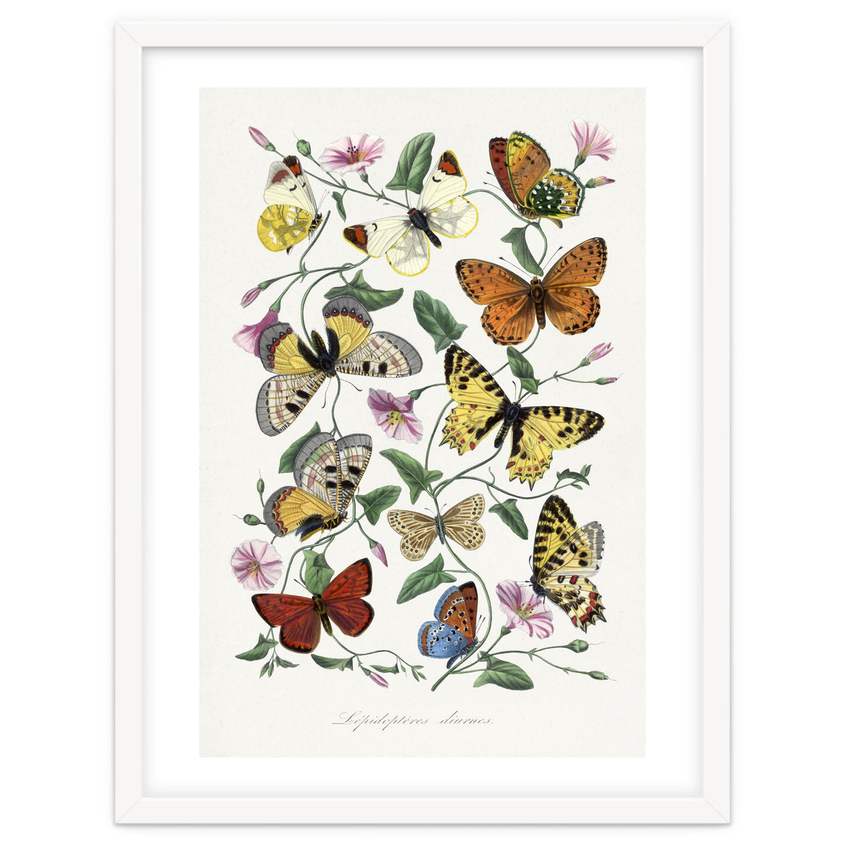 Paul Gervais – Butterfly and Moth Natural History Illustration (1842)