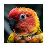Sun Conure Parrot Bird With Water Droplets (Print Only) thumbnail