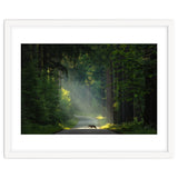 Wolf in the Netherlands thumbnail