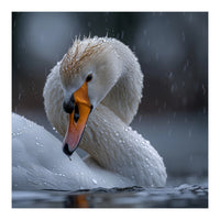 White Swan Bird With Water Droplets In Rain (Print Only)