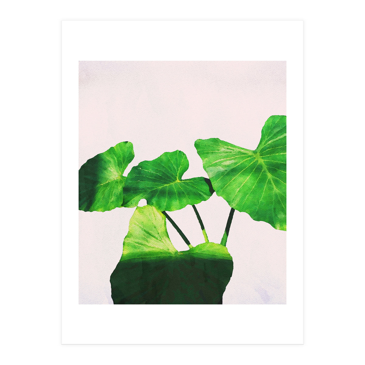 Taro Dimensionality (Print Only)