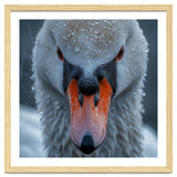 Close Up Of A Swan's Face With Water Droplets thumbnail