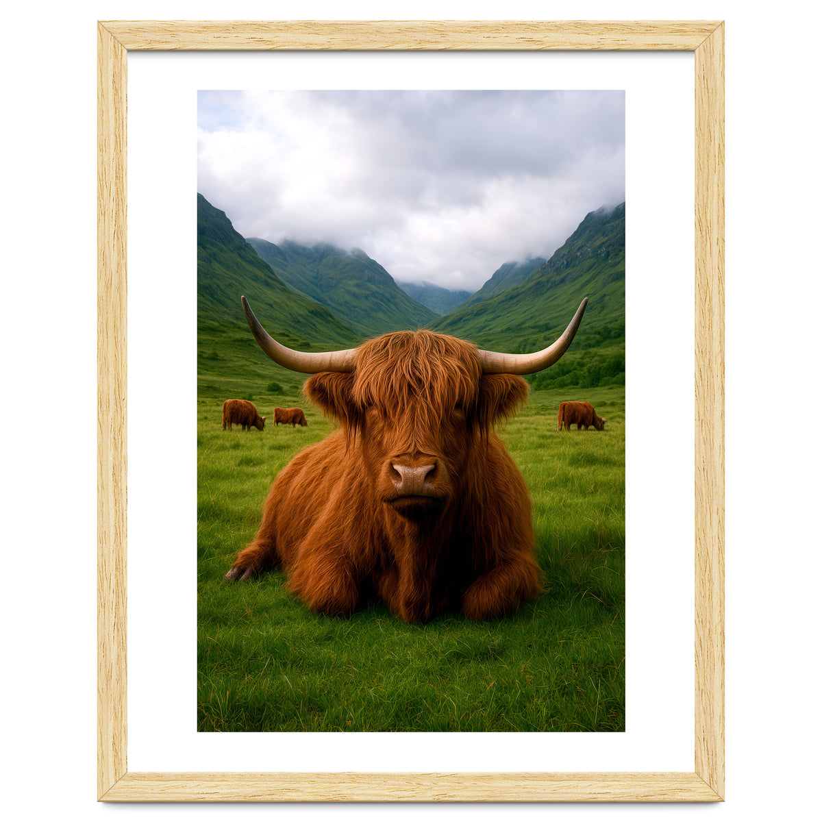 Highland Cow in Scotland
