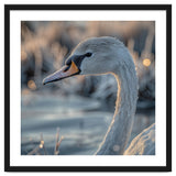 Close Up Of A Swan Covered In Frost thumbnail