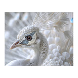 Close-up of a White Peacock (Print Only) thumbnail