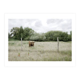 Cow in the farm (Print Only) thumbnail