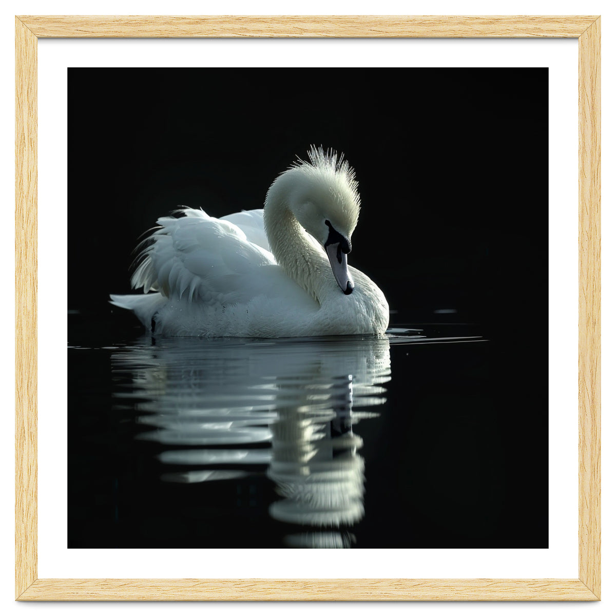 White Swan Gracefully Swimming In Dark Water
