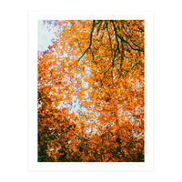 Autumn Leaves (Print Only)