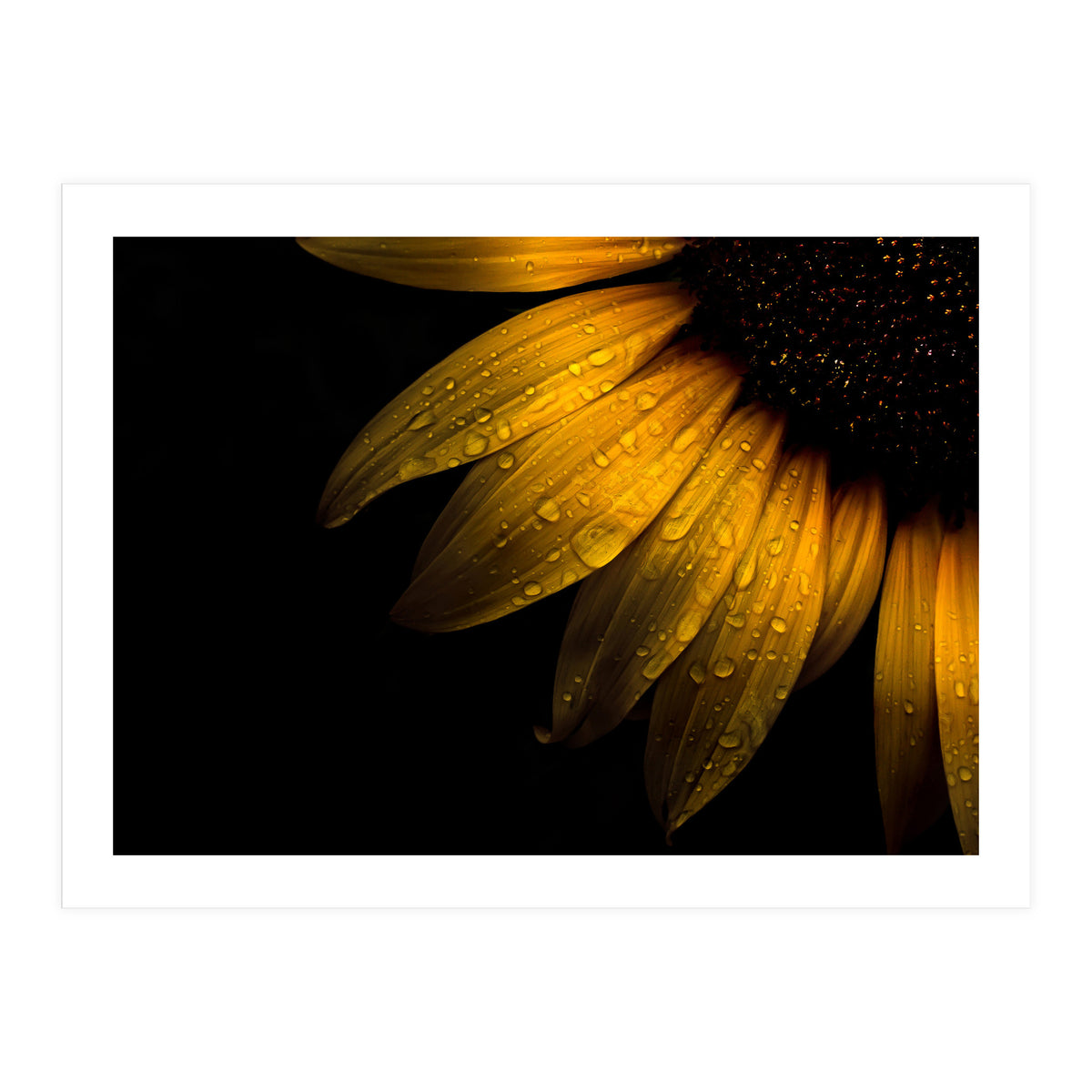 Backyard Flowers No 28 Sunflower (Print Only)