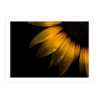 Backyard Flowers No 28 Sunflower (Print Only)