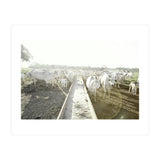 LIVING TOGETHER - WHITE COWS FAMILY (Print Only) thumbnail