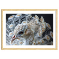Close Up Albino Peacock Bird Portrait