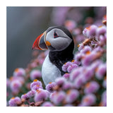 Atlantic Puffin Amidst Pink Heather Flowers (Print Only) thumbnail