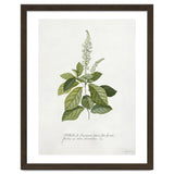 Georg Dionysius Ehret – Cinnamomum Illustration (1708–1770) thumbnail