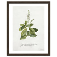 Georg Dionysius Ehret – Cinnamomum Illustration (1708–1770)