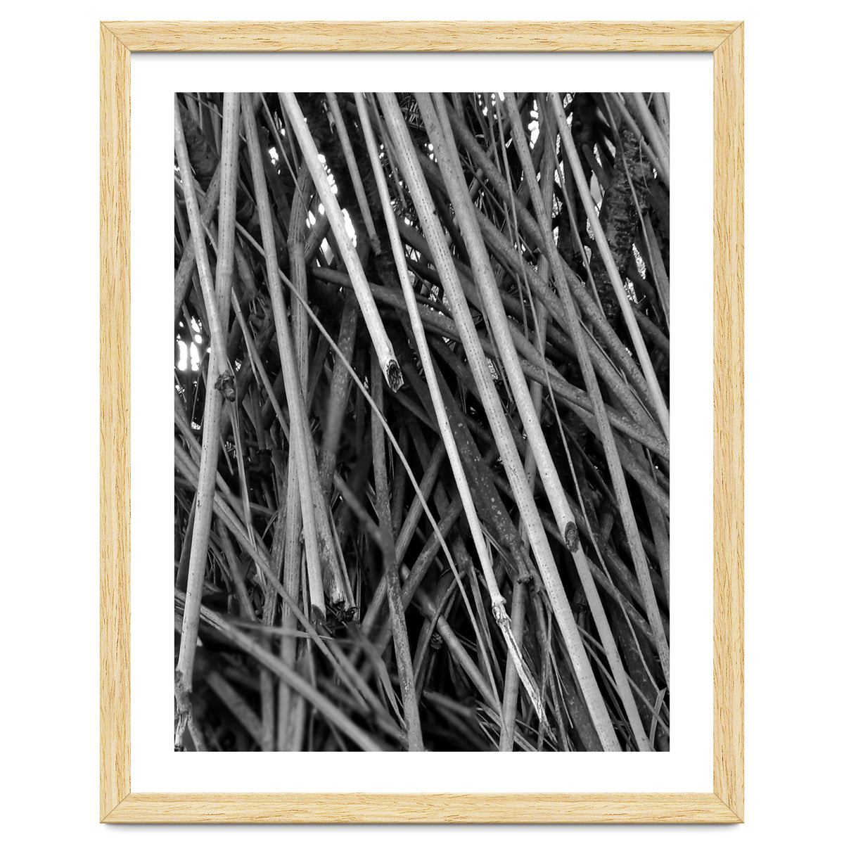 Black Tectorius Plant Shoots Art