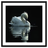 White Swan Gracefully Swimming In Dark Water thumbnail