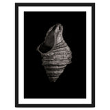 Shells No 2 thumbnail