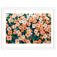 Floral Bliss, Nature Photography Garden Meadow, Blush Orange Coral Summer Flowers Botanical