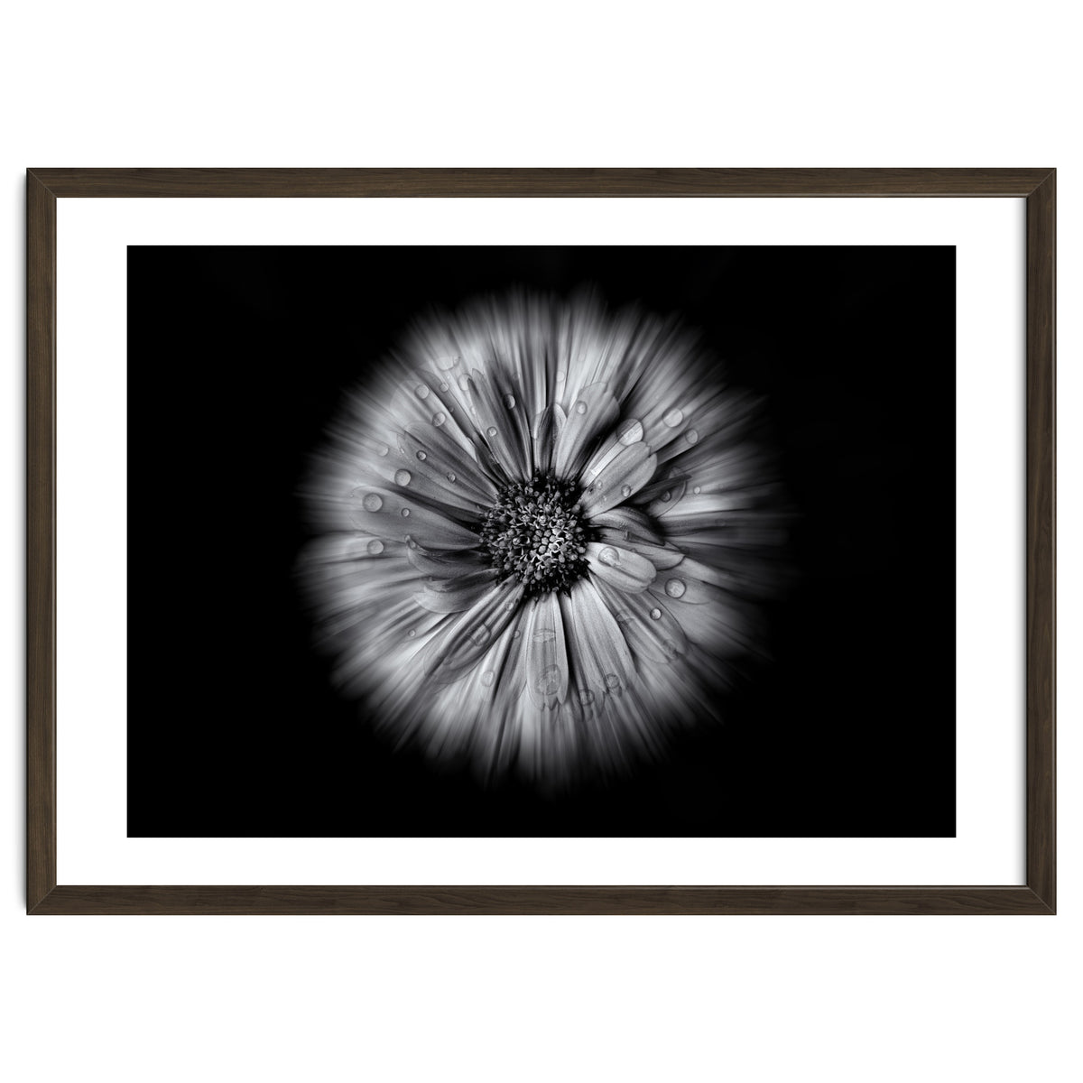Backyard Flowers In Black And White No 10 Flow Version