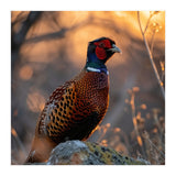 Pheasant Bird Standing On Rock Sunrise Light (Print Only) thumbnail