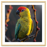 Close Up Of A Colorful Jenday Conure thumbnail