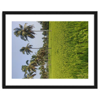 The Paddy Fields of Kerala, South India