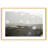 Horses under the sun shower - Iceland thumbnail