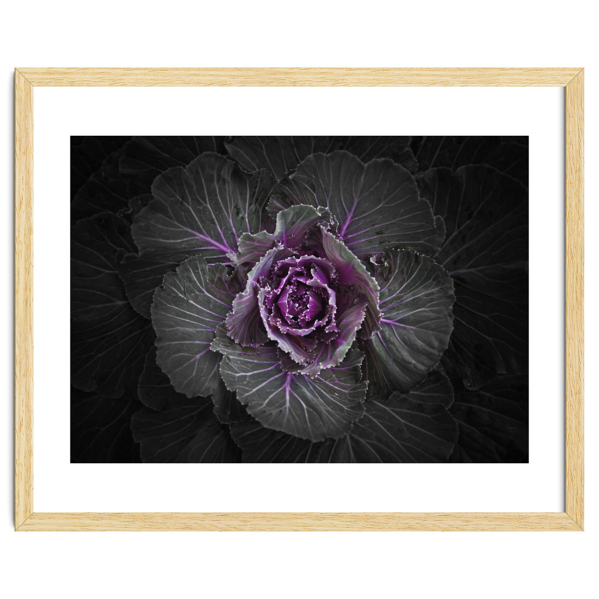 Backyard Flowers No 108 Color Version