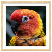 Sun Conure Parrot Bird With Water Droplets