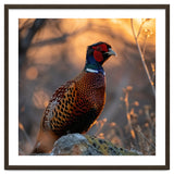 Pheasant Bird Standing On Rock Sunrise Light thumbnail