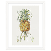 Pineapple (Hand Drawn Botanical Illustration)