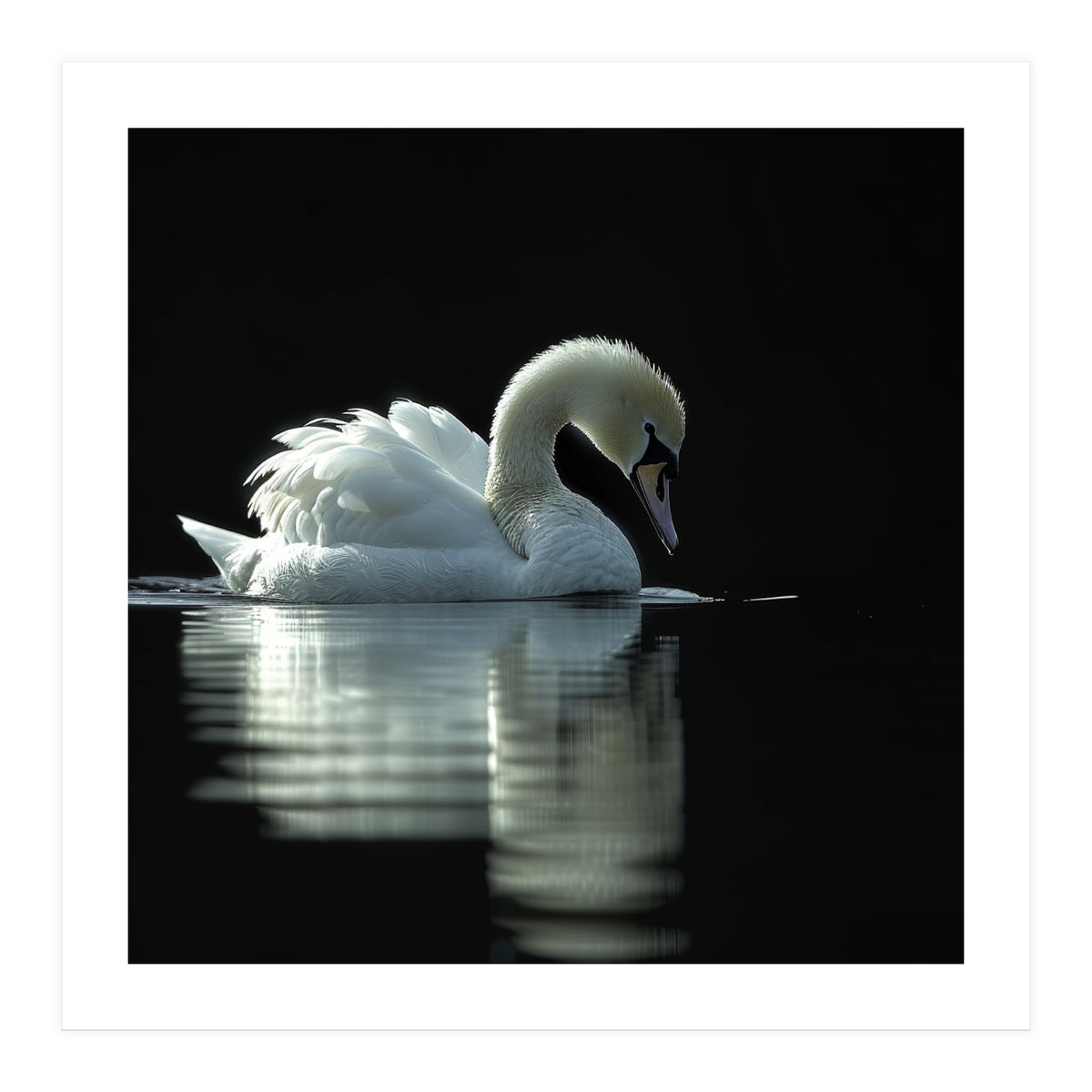 Elegant Swan Floating Gracefully On Dark Water (Print Only)