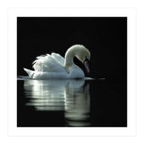 Elegant Swan Floating Gracefully On Dark Water (Print Only) thumbnail