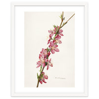 Royal Charles Steadman – Peach (Prunus persica) (1924)