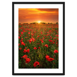 Poppies At Sunset thumbnail