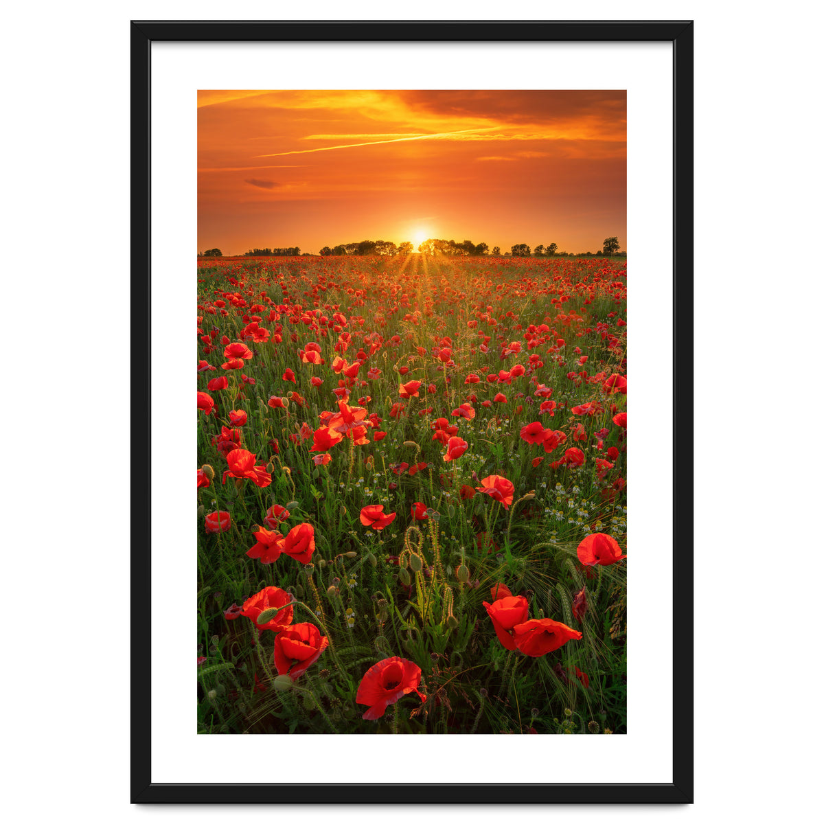 Poppies At Sunset