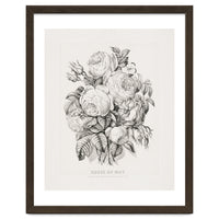 Currier & Ives – Rose of May (1870)