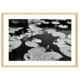 Lotus Pond | Black & White Landscape thumbnail