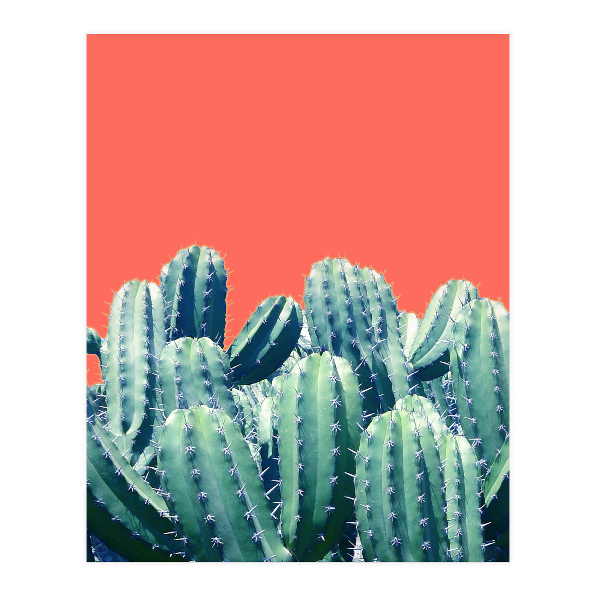 Cactus On Coral (Print Only)