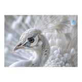 Close-up of a White Peacock (Print Only) thumbnail