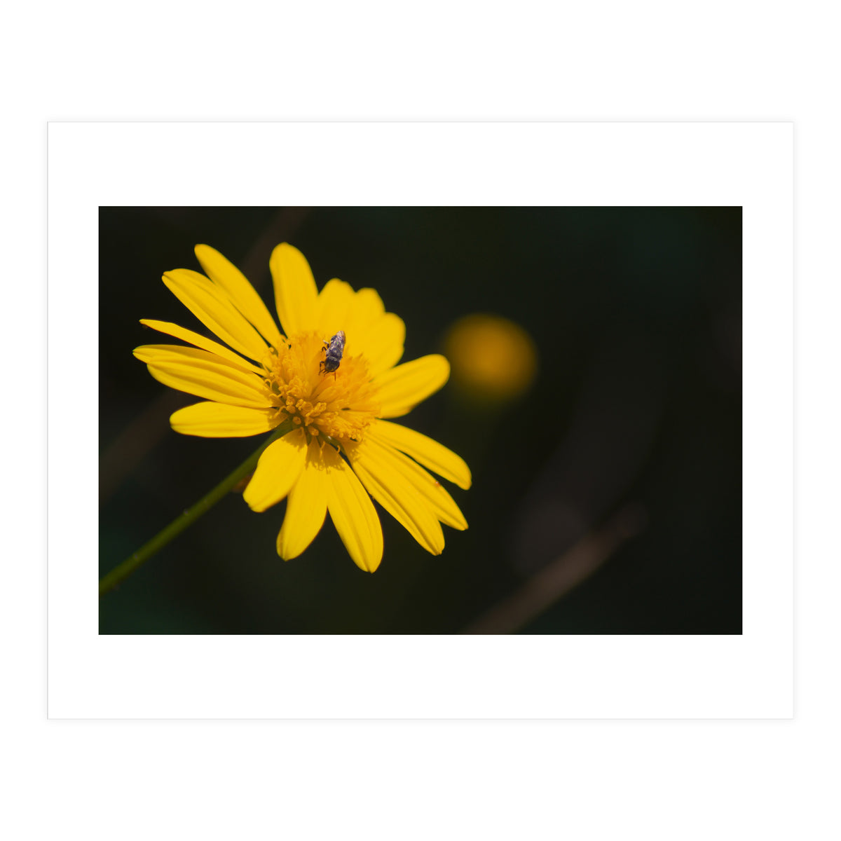 SUNFLOWER. (Print Only)