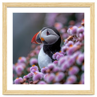 Atlantic Puffin Amidst Pink Heather Flowers