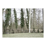 Sole white birch in the trees (Print Only) thumbnail