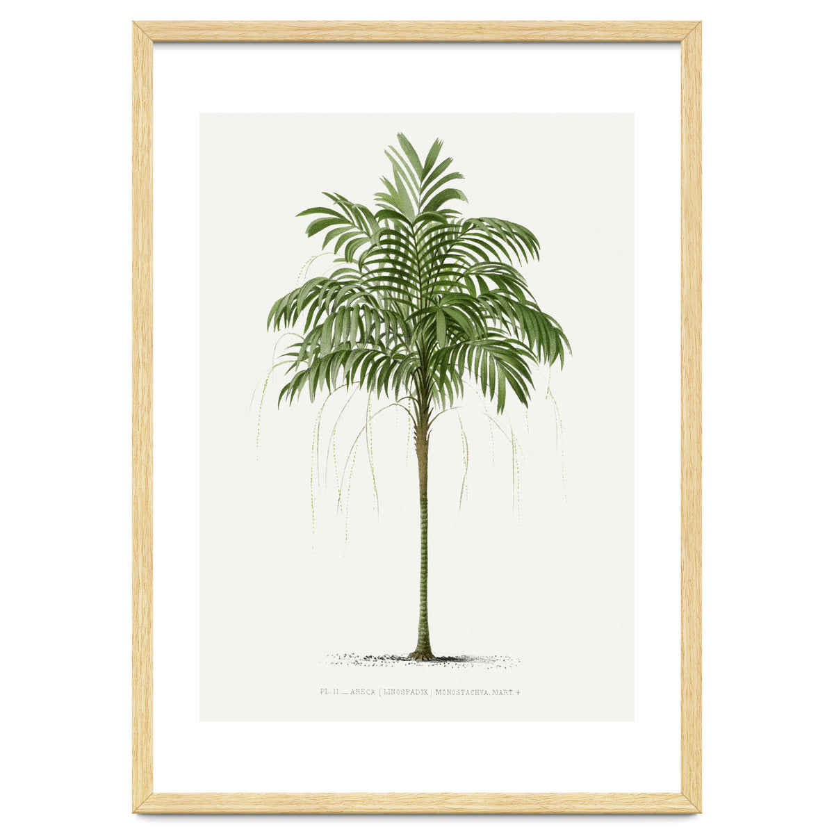 Oswald de Kerchove de Denterghem – Vintage Palm Tree Illustration (1878)