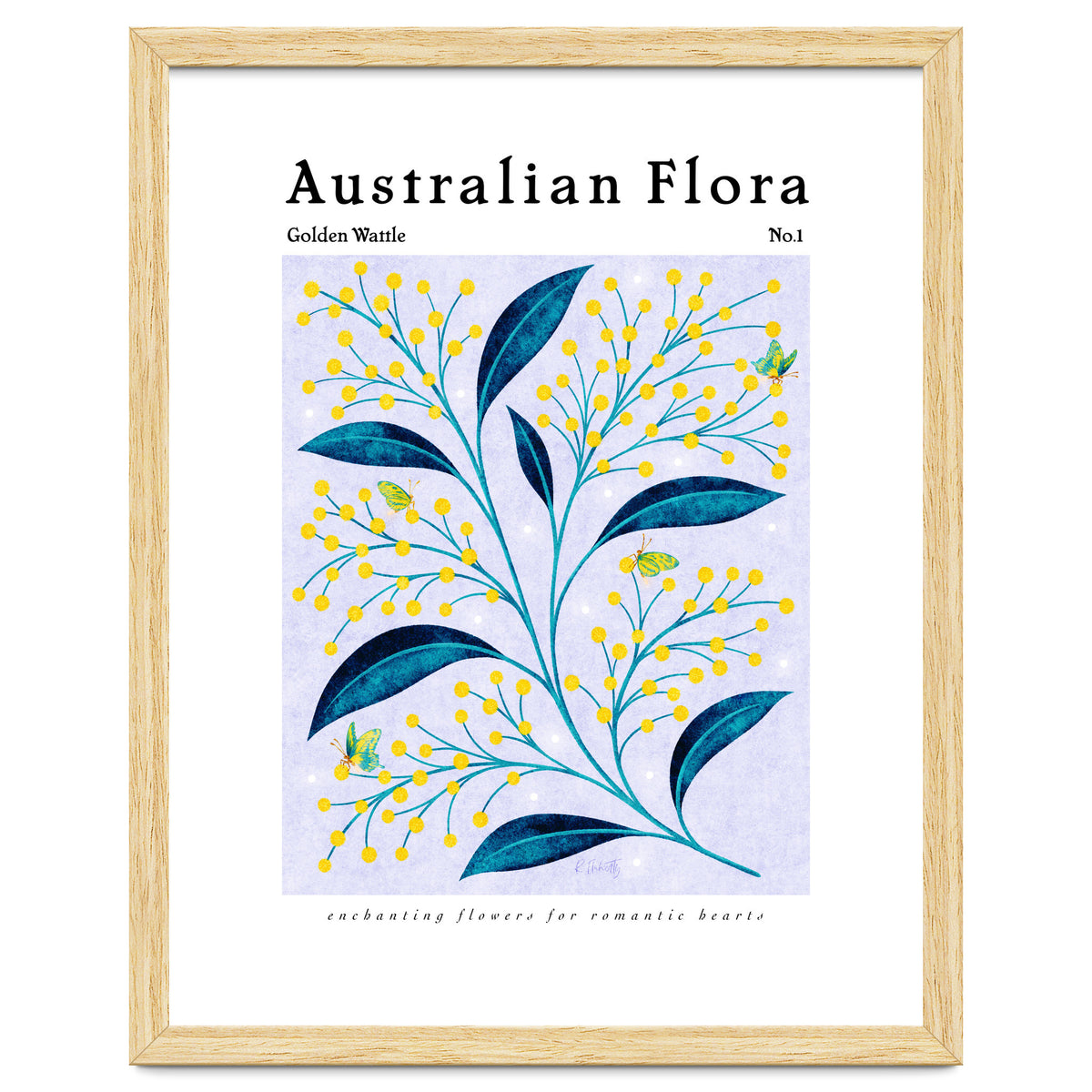Australian Flora: Golden Wattle