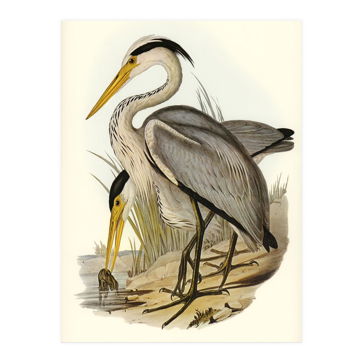 Elizabeth Gould – Great Grey Heron (Ardea leucophaea) | Birds of Australia Illustration (Print Only)