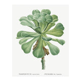 Pierre-Joseph Redouté – Sempervivum Canariense (1799) (Print Only) thumbnail